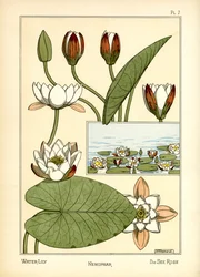 O lírio de água (cor litho)