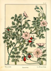 A Rosa Selvagem (lito colorido)