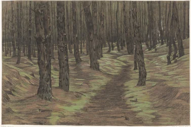 floresta de pinheiros