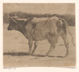 Vaca num prado