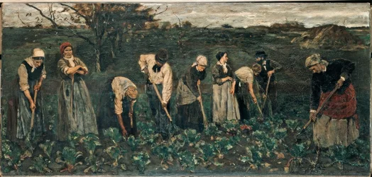 Trabalhador no campo de nabo