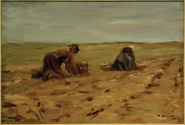 Colheita de batata nas dunas