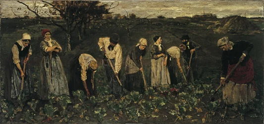 Trabalhadores no campo de beterraba