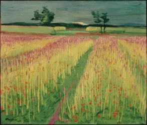 Campo de trigo em flor
