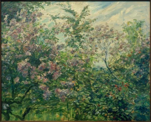 Lilás florescendo