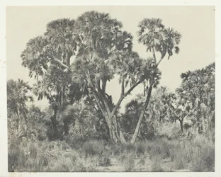 Doums palms, Alto Egito, 184951, impresso em 1852.