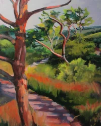Caminho na floresta banhado pelo sol