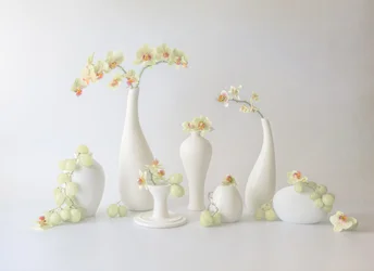 Sereno arranjo de orquídeas