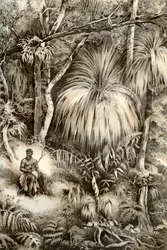 Cena florestal da Tasmânia, 1879