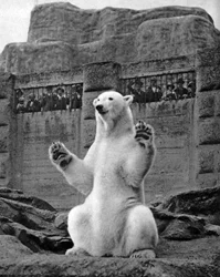 Urso polar no terraço de Mappin no zoológico de Londres, 1926-1927