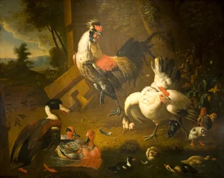 Um galo com uma galinha e três patos