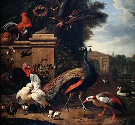 Um pavão, um falcão e várias aves de capoeira e patos num parque
