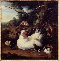 Uma galinha e seus filhotes Pintura de Melchior Hondecoeter (1636-1695) Caen do século XVII, Museu de Belas Artes