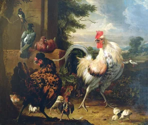 Aves de capoeira