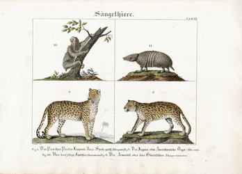 Mamíferos exóticos: Grandes Gatos, Preguiças e Tatu