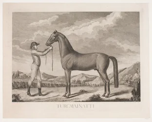 Hesten "Turcmainati"