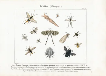 Vários insectos com destaque para Hymenoptera e Diptera