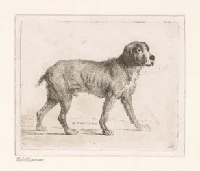 Cão