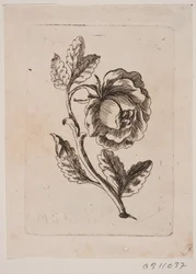 Uma rosa