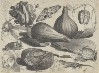 Folha de estudo com exemplos de desenhos: cabeças, animais e frutas Exemplos de desenho (título da série)