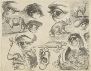Folha de estudo com exemplos de desenho: olhos, cabeças e animais
Exemplos de desenho (título da série)