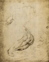 Estudo anatômico: desenho de Michelangelo preservado na Sala de Desenhos e Impressos, Galeria Uffizi, Florença.