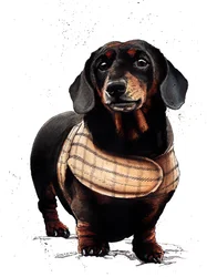 Arthur The Dachshund on White, 2019