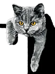 Flora The Kitten on White, 2019