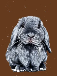 Gray One O Coelho em Laranja Queimada, 2020
