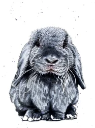 Gray One O Coelho em Branco, 2019