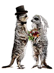 Suricatos casados em branco, 2020