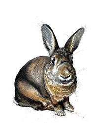 Meg The Bunny on White, 2019