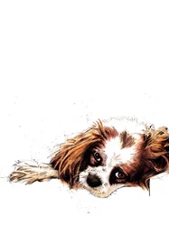 Meg, o spaniel, sobre branco, 2020
