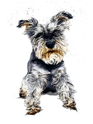 Ollie The Schnauzer sobre Branco, 2019