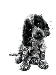 Rosie, o cocker spaniel, sobre branco, 2019