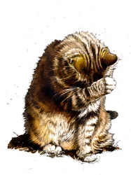 Smallfry The Cat on White, 2019