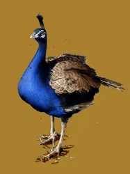 O pavão sobre amarelo-dourado, 2020