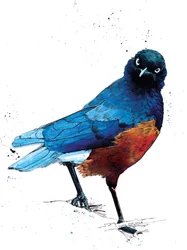 O Superb Starling sobre Branco, 2020