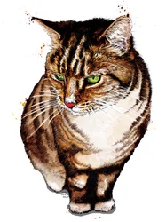 The Tabby Cat on White, 2020