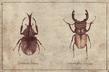 Ilustrações de besouros