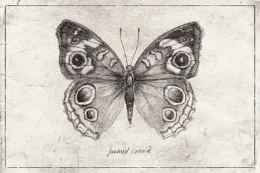 A borboleta exibe asas de grande complexidade