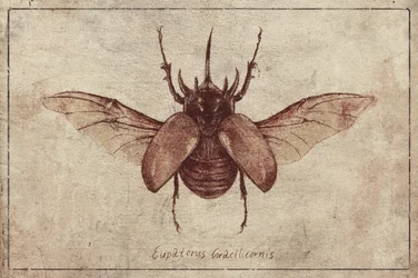 Eupatorus Gracilicornis - Cópia