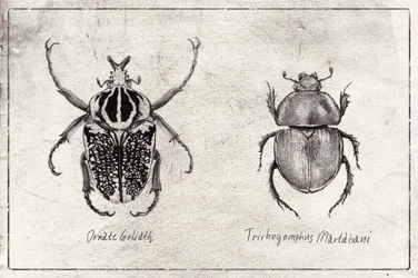 Goliath ornamentado  Trichogomphus martabani