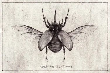Desenho a lápis de um besouro Eupatorus gracilicornis