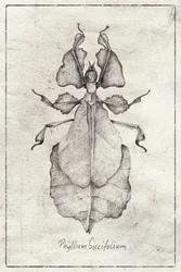 Phyllium siccifolium