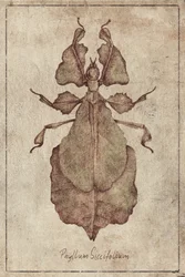 Phyllium Siccifolium - Cópia