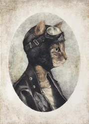Gato elegante com um casaco de couro