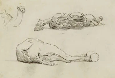(Camel Studies)
