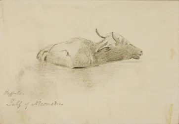 Búfalo, Golfo de Nicomédia