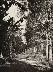 Construir um império na era fascista: um pomar em Cheren, 09/05/1936 (foto a p/b)